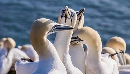 见了“大山姆”就发憷?攻防演练利物浦又踩了雷