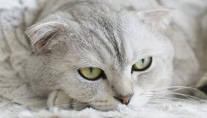 一场大胜！卡尔采夫补时长途奔袭单刀破门，本场传射建功